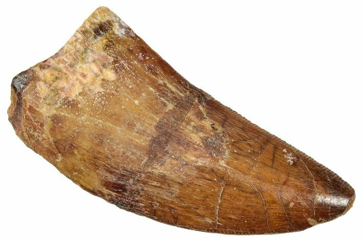 Serrated, Carcharodontosaurus Tooth - Real Dinosaur Tooth #322050